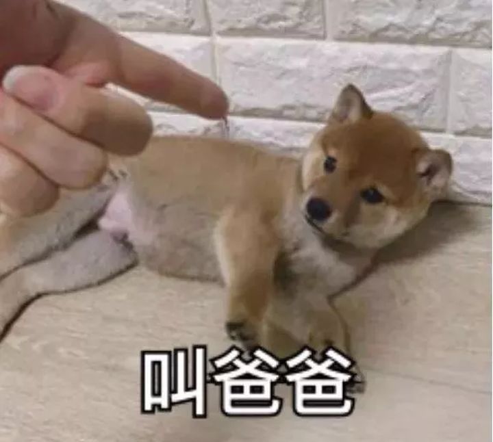 我宣布个事儿我是伞兵系列表情包大全分享